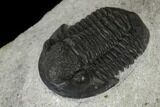 Two Detailed Gerastos Trilobite Fossils - Morocco #119012-4